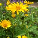 Heliopsis scabra 'Zinnioeflora'